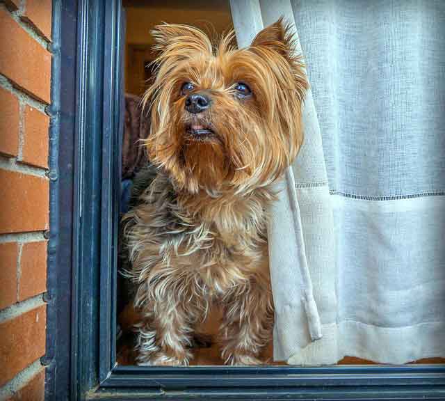 10 cose interessanti sugli Yorkshire Terrier
