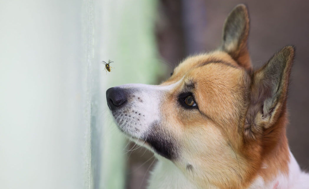 Cosa fare se il tuo cane è stato punto da un’ape